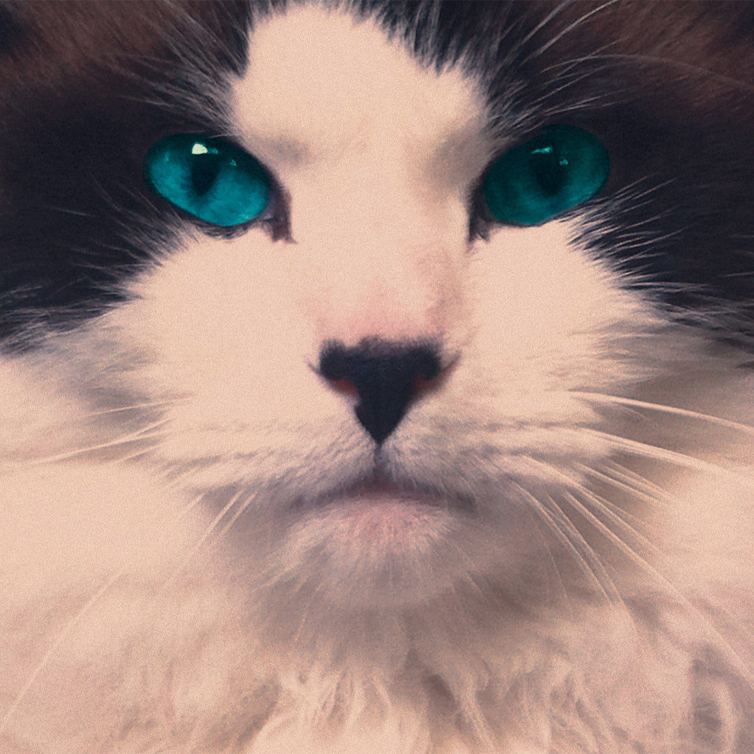 THE EXQUISITES S/T LP